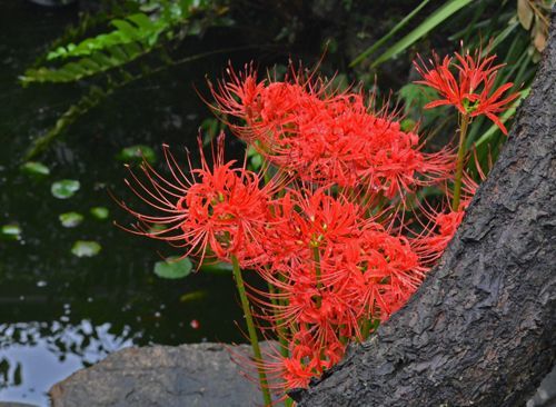 明日は彼岸