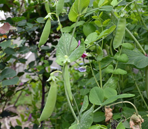 エンドウ豆の収穫