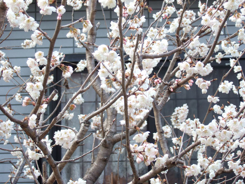 桜の写真をお届けします。