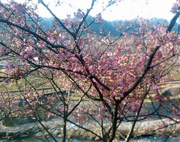 桜が咲いた